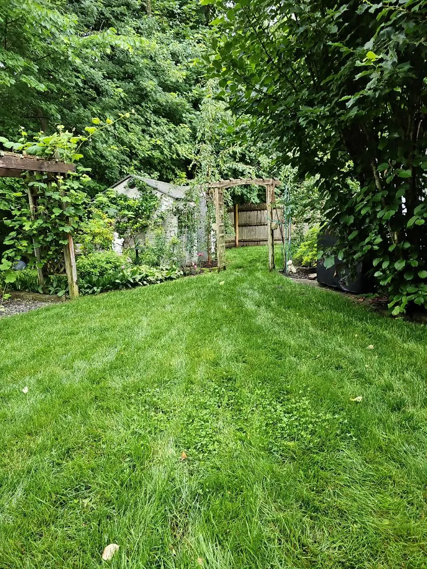 backyard lawn