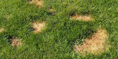 Common Lawn Issues - Drought Stress
