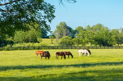 horse Fields