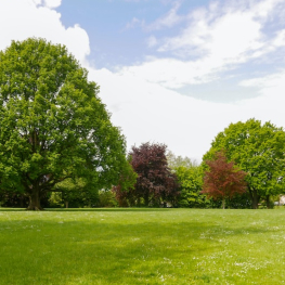 organic lawn care