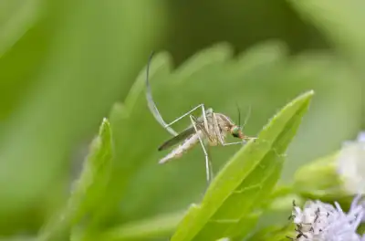 outdoor bug control